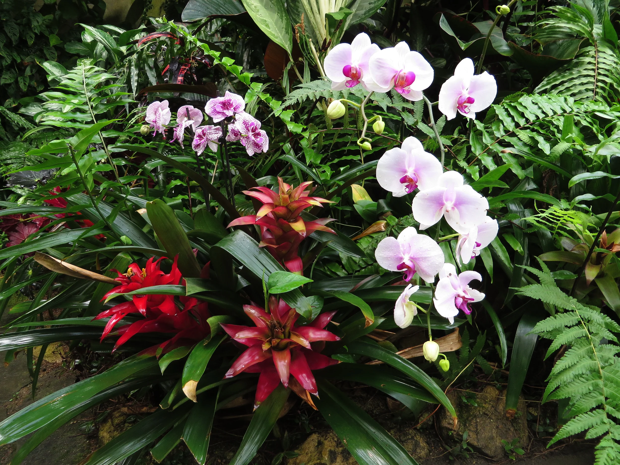 Red and violet flowers