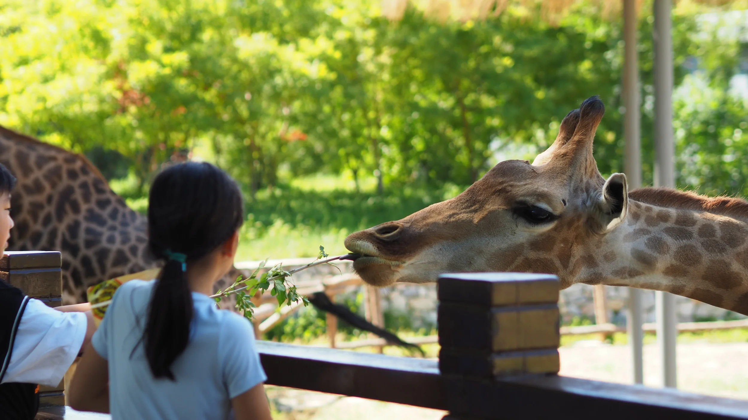 Children fielding giraffes